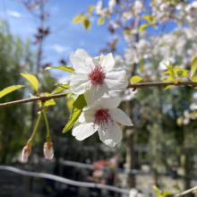 Prunus x yedoensis 'Mountain Haze' (Yoshino Cherry) close up of flowers.