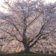 Prunus x yedoensis 'Mountain Haze' (Yoshino Cherry) large old tree in bloom.