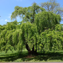Prunus x yedoensis 'Perpendens' (Yoshino Cherry) Summer Form