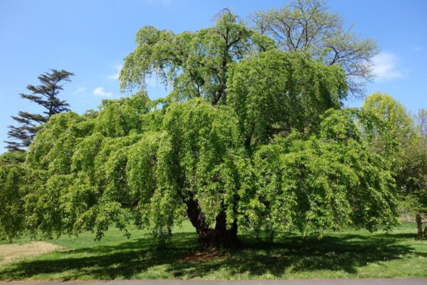 <i>Prunus</i> x <i>yedoensis</i> 'Perpendens' - Image 10