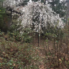 Prunus x yedoensis 'Perpendens' (Yoshino Cherry) small plant flowering.