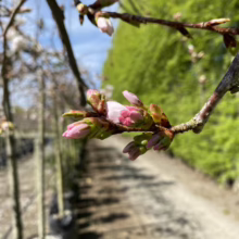 Prunus x yedoensis 'Perpendens' (Yoshino Cherry) buds.