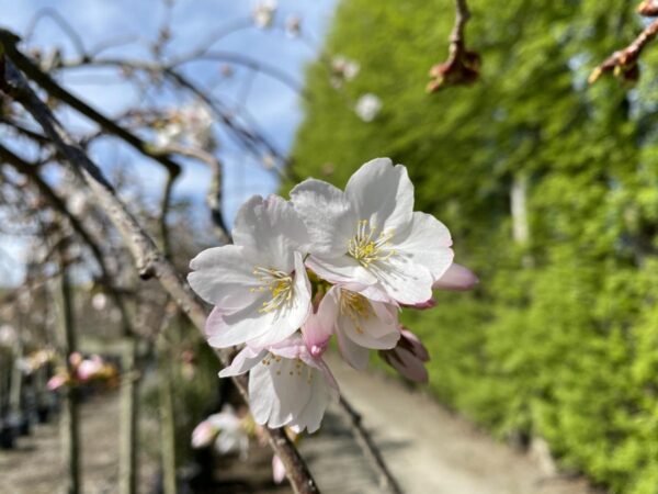 <i>Prunus</i> x <i>yedoensis</i> 'Perpendens' - Image 3