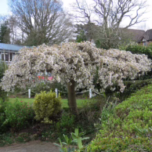 Prunus x yedoensis 'Perpendens' (Yoshino Cherry) flowering in small garden.