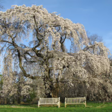 Prunus x yedoensis 'Perpendens' (Yoshino Cherry) large tree flowering in park.