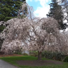Prunus x yedoensis 'Perpendens' (Yoshino Cherry) flowering in park.
