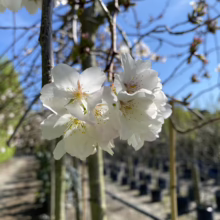 Prunus x yedoensis 'Perpendens' (Yoshino Cherry) flower.