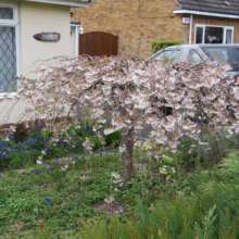 Prunus x yedoensis 'Perpendens' (Yoshino Cherry) flowering in home gardnen.