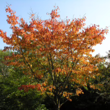 Prunus x yedoensis 'Te Mara' (Yoshino Cherry) autumn colour.
