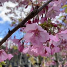 Prunus x yedoensis 'Te Mara' (Yoshino Cherry) one flower.