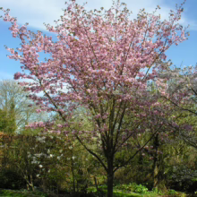 Prunus x yedoensis 'Te Mara' (Yoshino Cherry) large tree in bloom.