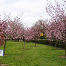 Prunus x yedoensis 'Te Mara' (Yoshino Cherry) trees in lawn.