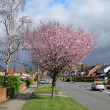 Prunus x yedoensis 'Te Mara' (Yoshino Cherry) as a street tree.