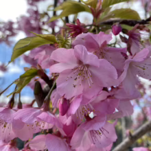 Prunus x yedoensis 'Te Mara' (Yoshino Cherry) flowering branch.