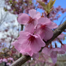Prunus x yedoensis 'Te Mara' (Yoshino Cherry) three flowers.