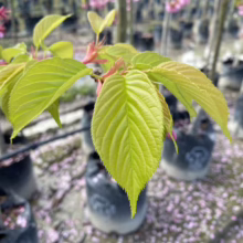 Prunus x yedoensis 'Te Mara' (Yoshino Cherry) new foliage.