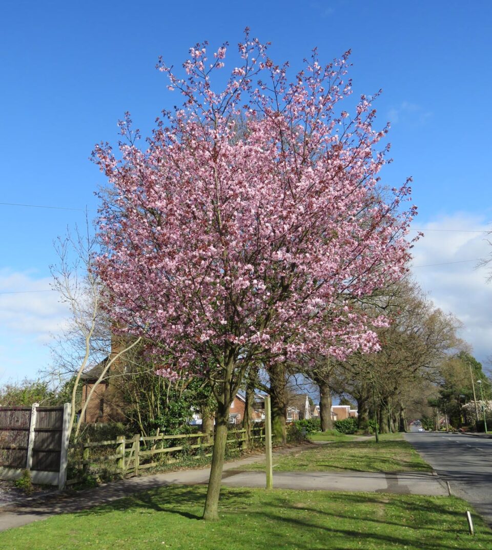 Prunus x yedoensis 'Te Mara' (Yoshino Cherry) in flower.
