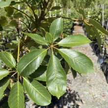Close-up of glossy green leaves of a young tree in a nursery setting. The leaves are oblong with serrated edges and prominent veins. Rows of potted trees fade into the background.