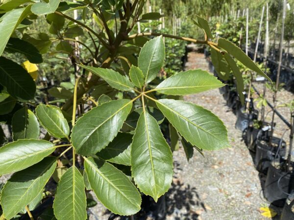 <i>Pseudopanax arboreus</i> - Image 2