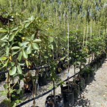 Rows of potted trees in a plant nursery, with a variety of leafy green foliage and some with dark berries. The trees are supported by stakes, with a backdrop of tall, thin trees and a bright, sunny sky.