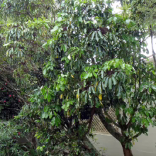 Lush green tree with glossy leaves and dark berries, set against a backdrop of verdant foliage and a light gray wall. The tree's branches reach outwards, creating a sense of abundance and natural beauty.