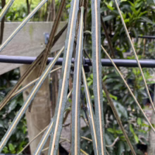 Close-up of a unique pencil cactus, showing its distinctive green stems with vertical tan stripes. The plant is supported by a wooden structure, with lush greenery blurred in the background.