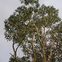 Looking up at a tree with dense green leaves against a cloudy sky. The tree's multiple trunks are visible, with bare branches of another tree on the right.