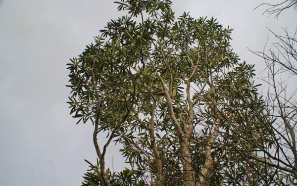 <i>Pseudopanax crassifolius</i> - Image 3