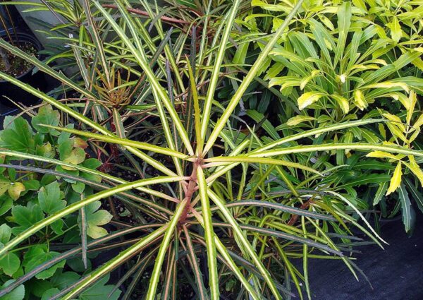 <i>Pseudopanax crassifolius</i> 'Fiddlesticks'