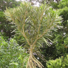 Unique tree with slender, light green leaves radiating from its trunk against a lush green forest backdrop. Its unusual branching pattern creates a striking, natural sculpture.