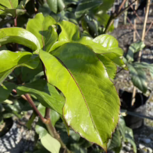 Glossy green leaves of a Leucothoe plant, showcasing its vibrant color and textured edges. The leaves have a red tinge around the edges and veins, adding depth to the image.