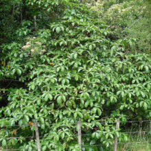 Lush puka tree, its glossy green leaves densely packed, dominates the scene against a backdrop of mixed foliage and a rustic fence. A vibrant display of New Zealand's natural beauty.
