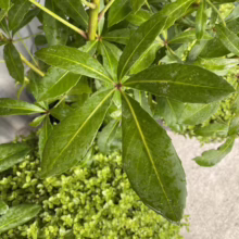 Close-up of a glossy green Schefflera plant with star-shaped leaves, showcasing its vibrant color and unique foliage texture. A patch of thyme grows beneath, adding depth and contrast.