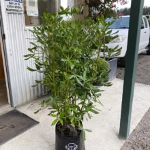 A lush, green kohuhu plant in a black grow bag sits outside a building. The plant is full and vibrant, with small flower buds forming. A white pickup truck and a safety sign are visible in the background.