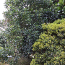 Lush green foliage of a mature tree fills the frame, showcasing dense leaves and branches. A smaller, rounded shrub with bright green leaves sits to the right, creating a layered effect.