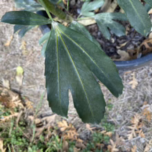 Close-up of a dark green Aralia leaf with distinct lobes and prominent veins, growing in a black pot. The pot sits outdoors on dry grass and fallen oak leaves.