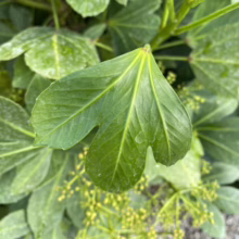 Close-up of a green leafy plant with uniquely shaped, almost heart-shaped leaves, showcasing its vibrant color and intricate vein patterns.