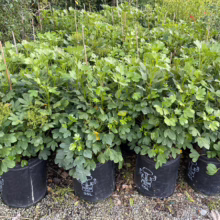 Lush, green California buckeye shrubs in black 35L nursery pots, ready for planting. The plants are staked and thriving, showcasing healthy foliage and potential for landscape use.