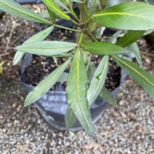 Potted Oleander plant with vibrant green, lance-shaped leaves showing prominent veins and dark edges. The plant sits in a black plastic pot filled with dark soil, set against a gravel background.