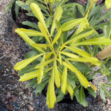 Close-up of a vibrant 'Golden Pillar' Pittosporum, showcasing its bright yellow-green foliage with dark green edges. The plant is in a black pot, set against a gravel background.