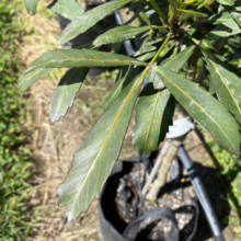 Close-up of a young Podocarpus elatus, or Illawarra Plum, showing its distinctive dark green, lance-shaped leaves with serrated edges in a nursery pot.