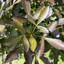 Close-up of a Schefflera plant showcasing its unique, reddish-bronze foliage. The palmate leaves, with 5-7 leaflets each, create a starburst pattern against a soft green background.