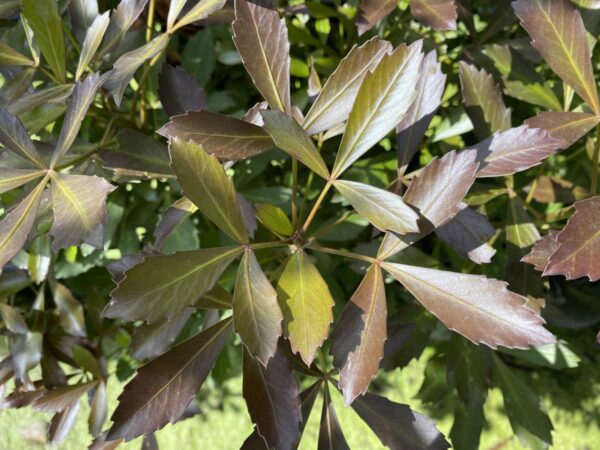 <i>Pseudopanax lessonii</i> 'Purpurea' - Image 2