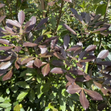 Burgundy foliage of a shrub catches the sunlight, contrasting with the bright green leaves of a nearby plant. The leaves are elongated and arranged in clusters.