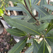 Close-up of a narrow-leafed olive tree sapling in a black nursery pot. The leaves are a deep green with prominent yellow midribs, and the stems are reddish-brown.