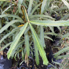 Close-up of a Pseudopanax lessonii 'Purpurea' plant, showcasing its unique, long, serrated dark green leaves with prominent yellow veins. The plant is potted in a black plastic container, surrounded by other plants in a nursery setting.