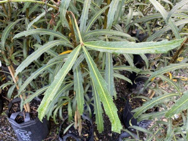 <i>Pseudopanax lessonii</i> 'Telstar' - Image 2