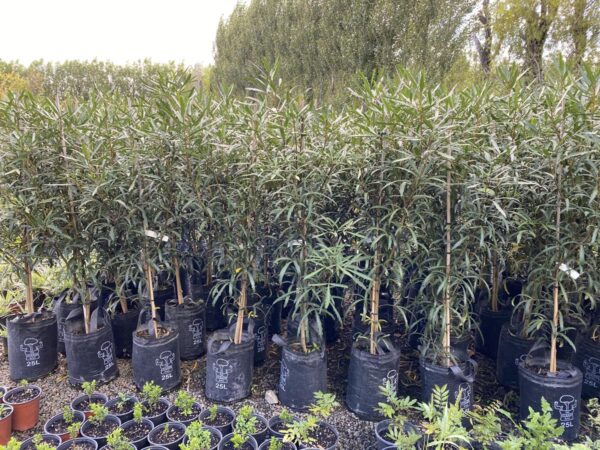 <i>Pseudopanax lessonii</i> 'Telstar'
