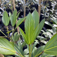 Close-up of Umbrella Plant (Schefflera) leaves, showcasing their unique, palmate structure in a plant nursery setting. The vibrant green foliage and textured veins are highlighted.