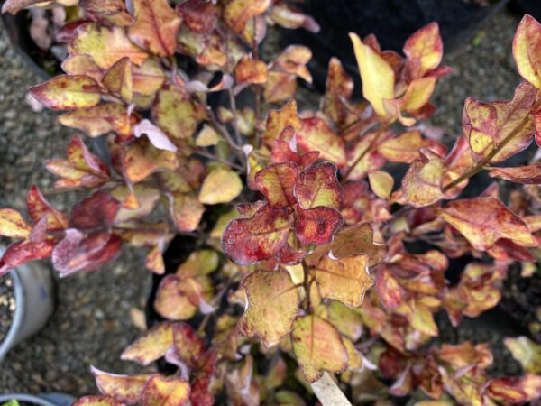 <i>Pseudowintera colorata</i> 'Red Hot' - Image 2